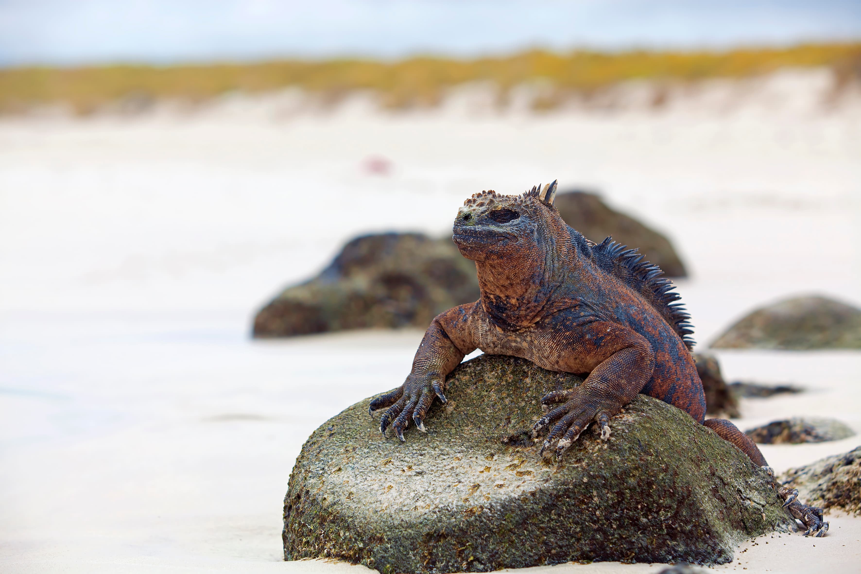 Conservation & the Galapagos